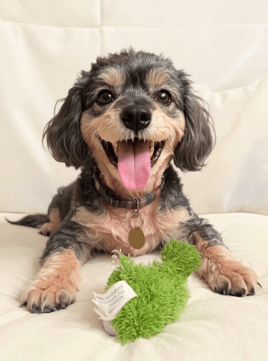 Kiko - Previous dog